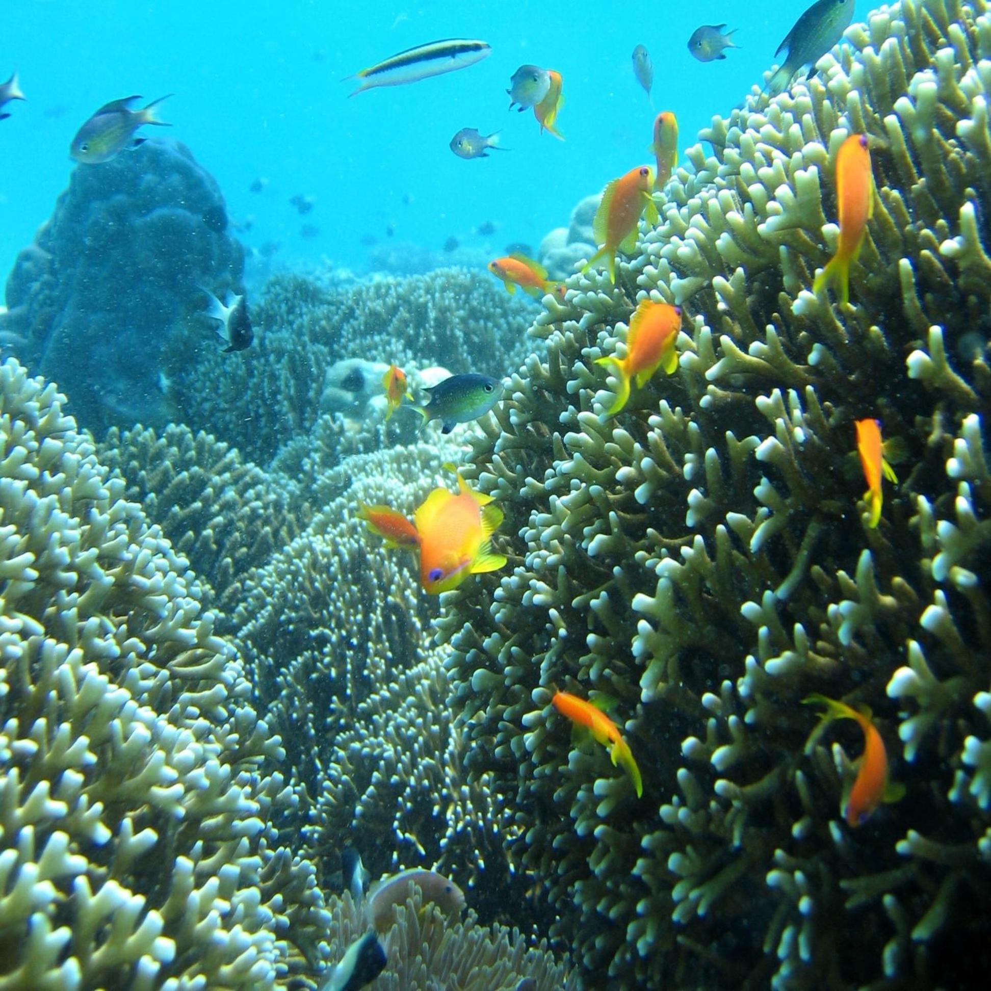 Chumbe Island Coral Park Semesteranläggning (resort) 3*