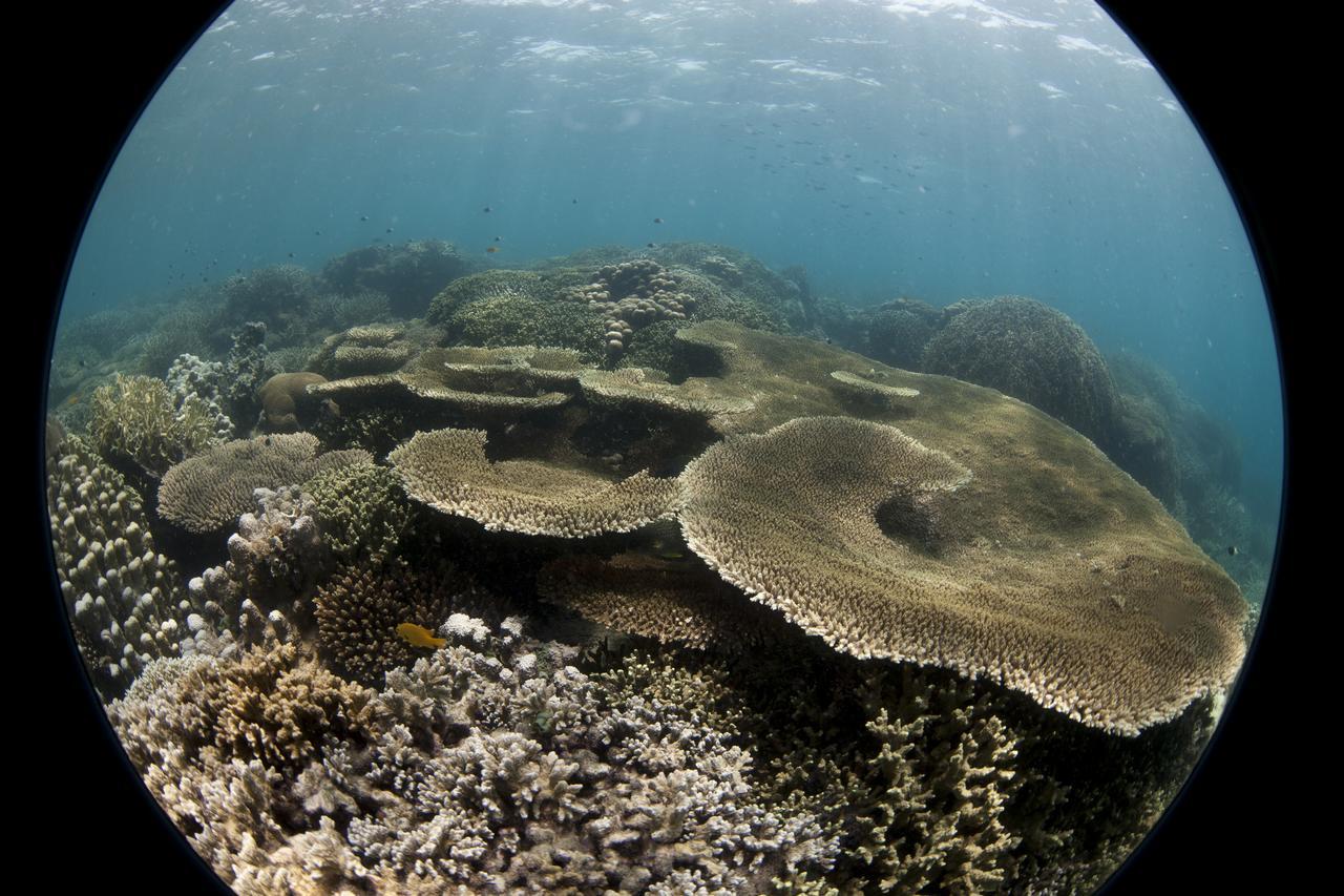 Chumbe Island Coral Park Semesteranläggning (resort) Mbweni