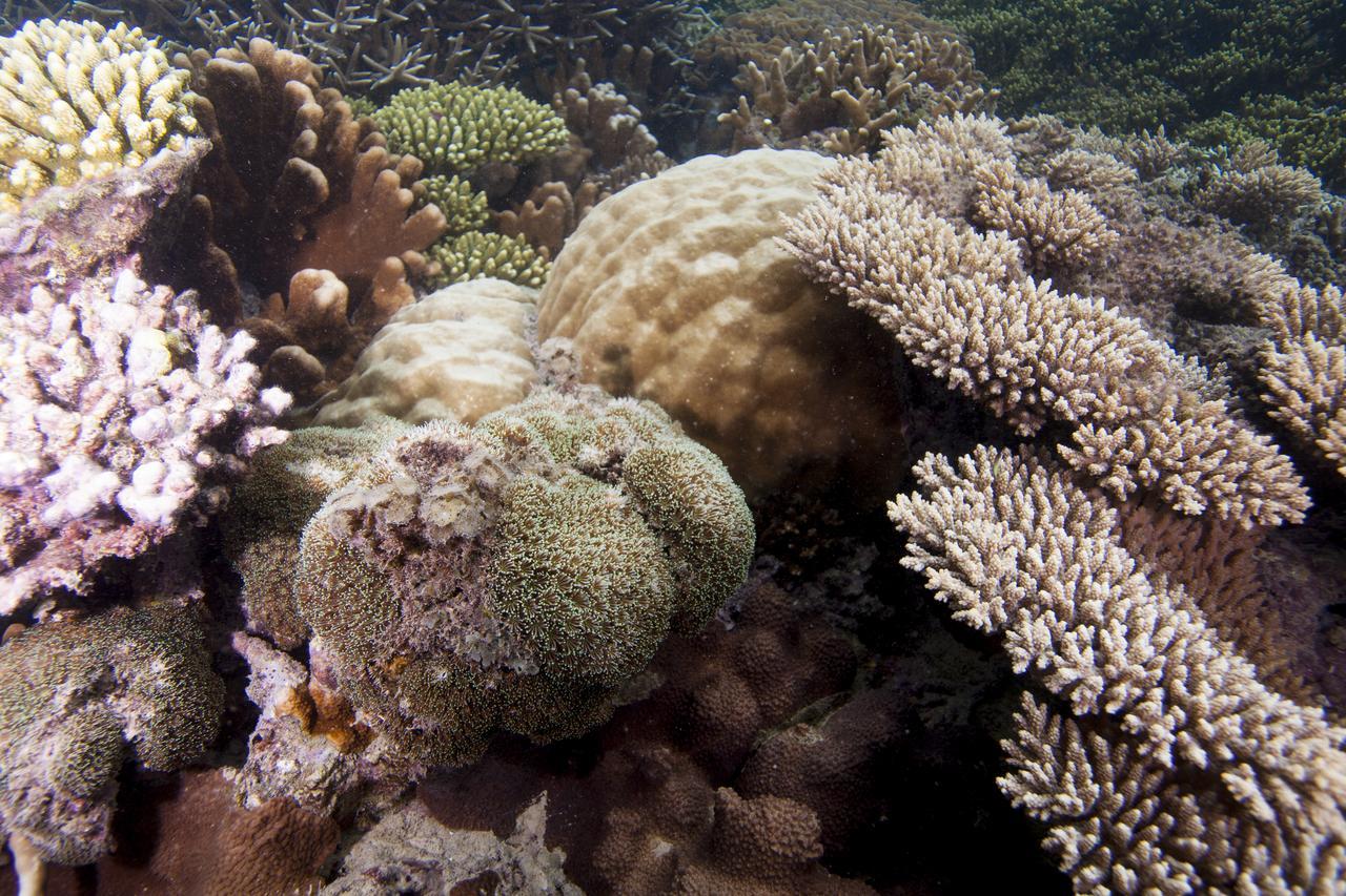 Chumbe Island Coral Park 3* Mbweni (Zanzibar)